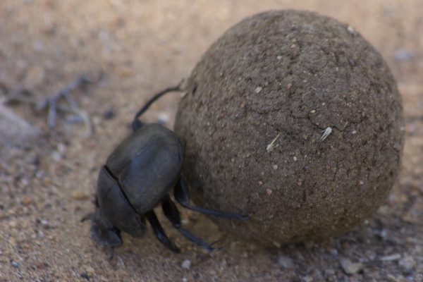 IMG_5639 dung beatle - Copy