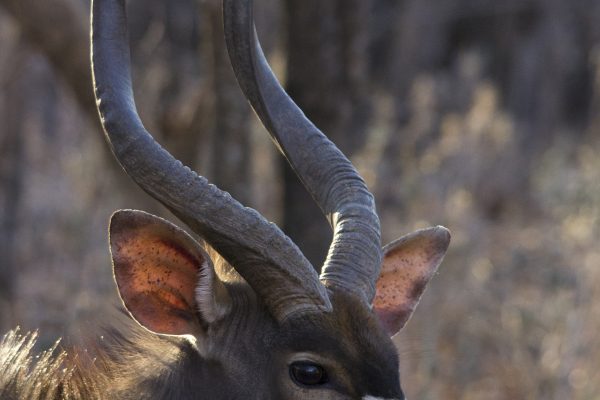 IMG_7383 Nyala bull head - Copy