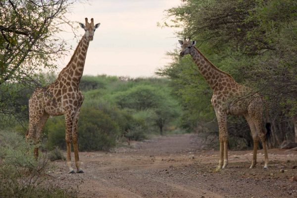 Thabaledi-Game-Lodge-Giraffes-Slider