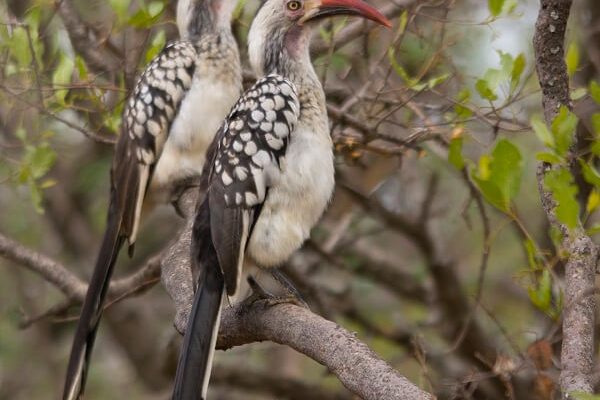 Thabaledi-Game-Lodge-Red-Horn-Bill-Couple